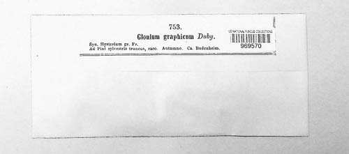 Glonium graphicum image